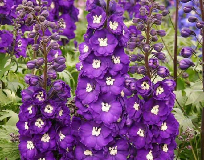 Delphinium Purple Passion, Delphinium x Elatum 'Purple Passion', New Millennium Series, Purple Delphinium, Purple flowers